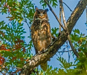 GreatHornOwl002
